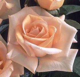 Rosiers