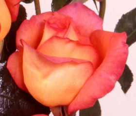 Rosiers