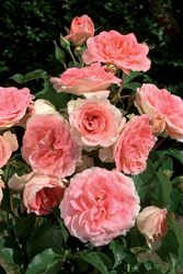Rosiers