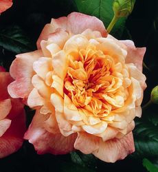 Rosiers