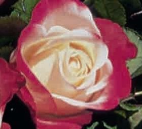 Rosiers