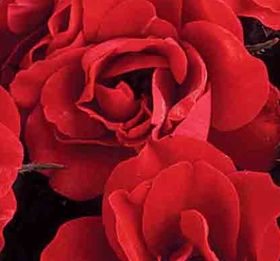 Rosiers