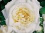 Rosiers