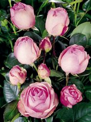 Rosiers