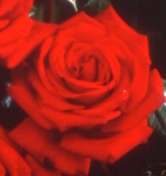 Rosiers
