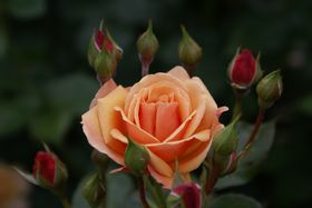 Rosiers
