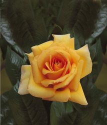 Rosiers