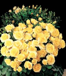 Rosiers