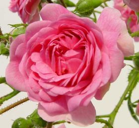 Rosiers