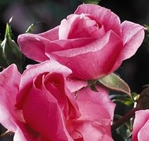 Rosiers