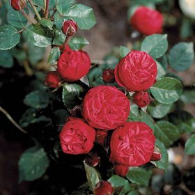 Rosiers