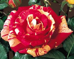 Rosiers
