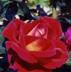 Rosiers
