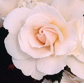 Rosiers