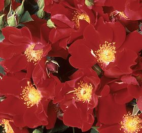 Rosiers