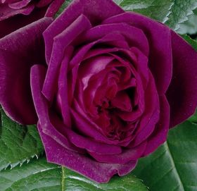 Rosiers