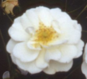 Rosiers