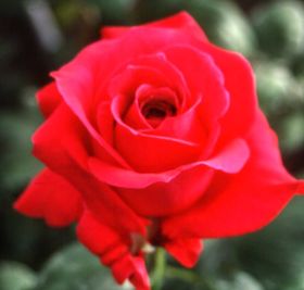 Rosiers
