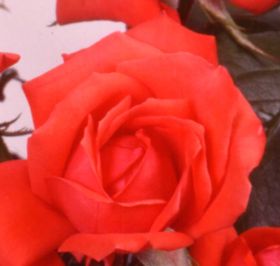 Rosiers