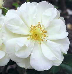 Rosiers