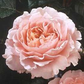 Rosiers