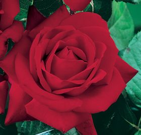 Rosiers