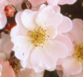 Rosiers