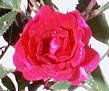 Rosiers