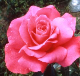 Rosiers