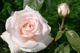 Rosiers