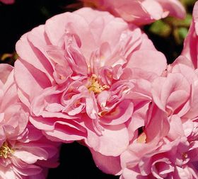 Rosiers
