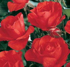 Rosiers