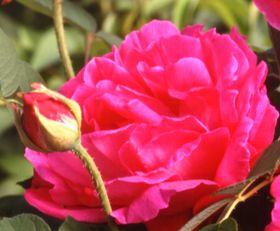 Rosiers