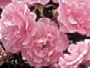 Rosiers