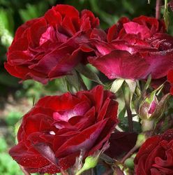 Rosiers
