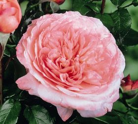 Rosiers