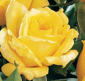 Rosiers