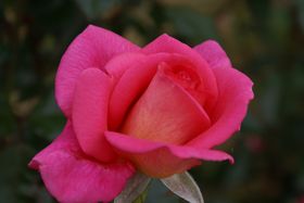 Rosiers