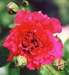 Rosiers
