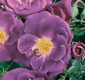 Rosiers