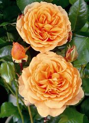 Rosiers