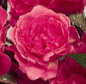 Rosiers