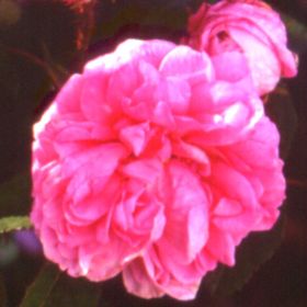 Rosiers