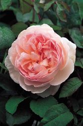 Rosiers