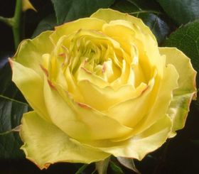 Rosiers