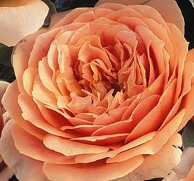 Rosiers