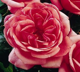 Rosiers