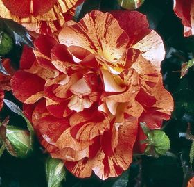 Rosiers