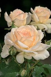 Rosiers