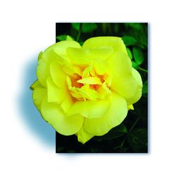 Rosiers